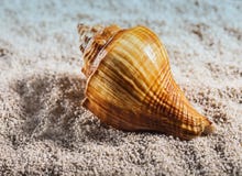 O escudo do mar est? encontrando-se em um seixo branco imagem de stock O escudo do mar est? encontrando-se em um seixo branco imagem de stock