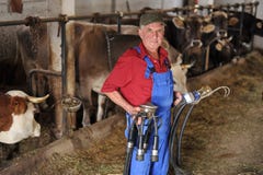 O fazendeiro está trabalhando com vacas de leiteria fotos de stock O fazendeiro está trabalhando com vacas de leiteria fotos de stock
