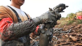 O fazendeiro for às raizes de escavação dos lótus quando a água no lago secado acima imagem de stock O fazendeiro for às raizes de escavação dos lótus quando a água no lago secado acima imagem de stock