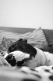 O filhote de cachorro do sono imagem de stock royalty free O filhote de cachorro do sono imagem de stock royalty free
