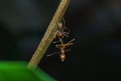 O fim acima da aranha de salto macro come a formiga do tecelão, fundo da natureza Temas do inseto e dos animais selvagens foto de stock O fim acima da aranha de salto macro come a formiga do tecelão, fundo da natureza Temas do inseto e dos animais selvagens foto de stock