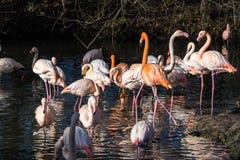 O flamingo americano, ruber de Phoenicopterus ? uma grande esp?cie de flamingo fotografia de stock O flamingo americano, ruber de Phoenicopterus ? uma grande esp?cie de flamingo fotografia de stock