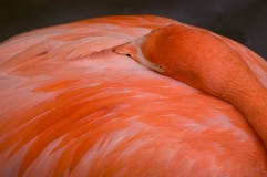 Fim-acima cor-de-rosa de relaxamento do flamingo foto de stock Fim-acima cor-de-rosa de relaxamento do flamingo foto de stock