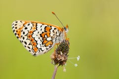 Fritillary de Glanville imagens de stock royalty free Fritillary de Glanville imagens de stock royalty free