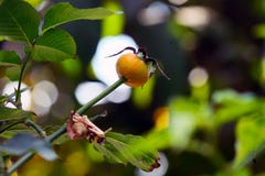 O fruto surpreendente de Rosa foto de stock O fruto surpreendente de Rosa foto de stock