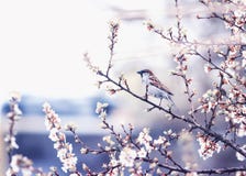 O fundo natural com o pardal pequeno do pássaro que senta-se nos ramos das flores de cerejeira no pode jardinar em um lilás quiet fotografia de stock royalty free O fundo natural com o pardal pequeno do pássaro que senta-se nos ramos das flores de cerejeira no pode jardinar em um lilás quiet fotografia de stock royalty free