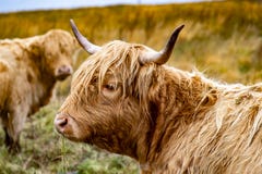 O gado das montanhas - BO Ghaidhealach - Heilan arrulha - uma raça de gado escocesa com os chifres longos característicos e por m imagem de stock O gado das montanhas - BO Ghaidhealach - Heilan arrulha - uma raça de gado escocesa com os chifres longos característicos e por m imagem de stock