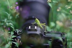 O gafanhoto verde novo empoleirado em uma câmera entre a grama foto de stock O gafanhoto verde novo empoleirado em uma câmera entre a grama foto de stock