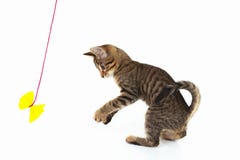 O gatinho pequeno é jogado com curva de papel amarela no fundo branco fotografia de stock O gatinho pequeno é jogado com curva de papel amarela no fundo branco fotografia de stock
