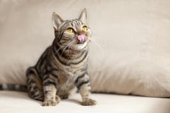 O gato britânico do cabelo curto com os olhos amarelos brilhantes senta-se no sofá bege que lambe com língua Cor de Tebby, dentro imagens de stock O gato britânico do cabelo curto com os olhos amarelos brilhantes senta-se no sofá bege que lambe com língua Cor de Tebby, dentro imagens de stock