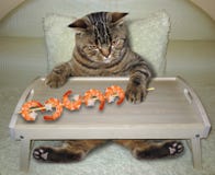 O gato come o camarão na cama imagem de stock O gato come o camarão na cama imagem de stock