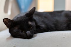 O gato está dormindo na almofada imagem de stock O gato está dormindo na almofada imagem de stock