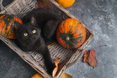 O gato preto de olhos verdes e as abóboras alaranjadas no fundo cinzento do cimento com amarelo do outono secam as folhas caídas imagem de stock O gato preto de olhos verdes e as abóboras alaranjadas no fundo cinzento do cimento com amarelo do outono secam as folhas caídas imagem de stock