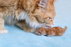 O gato vermelho Maine Coon lambe seu gatinho foto de stock O gato vermelho Maine Coon lambe seu gatinho foto de stock