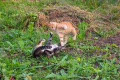 O gato vermelho novo bate o gato cinzento imagens de stock O gato vermelho novo bate o gato cinzento imagens de stock