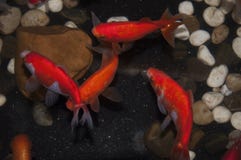 o goldfish01 fotografia de stock royalty free o goldfish01 fotografia de stock royalty free