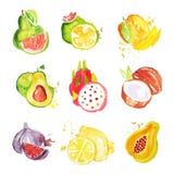 O grupo de aquarela colorida tropical frutifica ilustrações do vetor ilustração royalty free O grupo de aquarela colorida tropical frutifica ilustrações do vetor ilustração royalty free