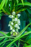 O grupo dos botões da íris farpada, encontrou geralmente a espécie da íris do jardim de plantas de florescência com flores vistos imagens de stock O grupo dos botões da íris farpada, encontrou geralmente a espécie da íris do jardim de plantas de florescência com flores vistos imagens de stock