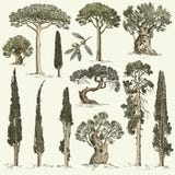 O grupo grande de gravado, árvores tiradas mão inclui o pinho, a azeitona e o cipreste, objeto da floresta da árvore de abeto Imagens de Stock O grupo grande de gravado, árvores tiradas mão inclui o pinho, a azeitona e o cipreste, objeto da floresta da árvore de abeto Imagens de Stock