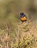 O Hildebrandt´s Starling fotografia de stock royalty free O Hildebrandt´s Starling fotografia de stock royalty free