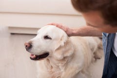 O homem novo bonito é inquietação de seu animal de estimação imagem de stock O homem novo bonito é inquietação de seu animal de estimação imagem de stock