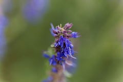 O Hyssop floresce officinalis do Hyssopus fotos de stock royalty free O Hyssop floresce officinalis do Hyssopus fotos de stock royalty free