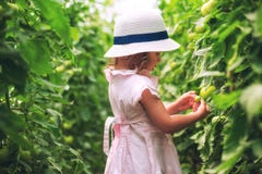O jardineiro bonito da menina escolheu tomates orgânicos na casa verde fotos de stock O jardineiro bonito da menina escolheu tomates orgânicos na casa verde fotos de stock