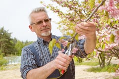O jardineiro corta os ramos de uma árvore de florescência imagens de stock O jardineiro corta os ramos de uma árvore de florescência imagens de stock
