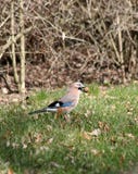 O Jay euro-asiático (glandarius do Garrulus) imagem de stock O Jay euro-asiático (glandarius do Garrulus) imagem de stock