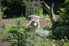 o lobo branco veio à borda imagem de stock o lobo branco veio à borda imagem de stock