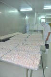 O lombo da faixa do peixe-gato do pangasius está pronto para ser congelado exportando em uma fábrica do marisco no delta de mekon fotos de stock O lombo da faixa do peixe-gato do pangasius está pronto para ser congelado exportando em uma fábrica do marisco no delta de mekon fotos de stock