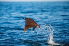 O Mobula que o raio é salta da água méxico Mar de Cortez foto de stock O Mobula que o raio é salta da água méxico Mar de Cortez foto de stock