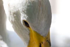O olhar dos olhos roxos da cisne branca fotografia de stock O olhar dos olhos roxos da cisne branca fotografia de stock