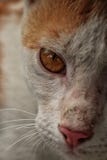 O olho animal imagem de stock O olho animal imagem de stock