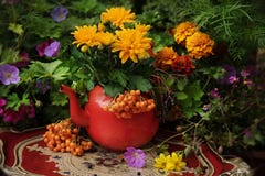 O outono floresce exterior imagens de stock royalty free O outono floresce exterior imagens de stock royalty free
