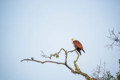 O papagaio de Brahminy ou Haliastur indus sentam-se no ramo fotos de stock O papagaio de Brahminy ou Haliastur indus sentam-se no ramo fotos de stock
