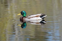 O pato do pato selvagem flutua o direito ao lado de sua reflexão fotografia de stock royalty free O pato do pato selvagem flutua o direito ao lado de sua reflexão fotografia de stock royalty free
