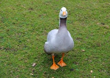 O pato no parque fotografia de stock royalty free O pato no parque fotografia de stock royalty free