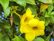 O petúnia amarelo bonito da flor com verde sae no fundo fotos de stock O petúnia amarelo bonito da flor com verde sae no fundo fotos de stock