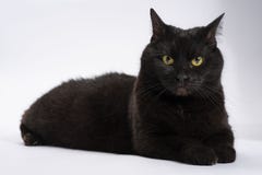 O preto surpreendeu o gato chocado em um fundo branco isolate imagens de stock O preto surpreendeu o gato chocado em um fundo branco isolate imagens de stock
