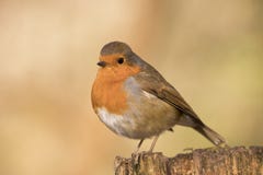 O pássaro do papo-roxo, rubecula do erithacus empoleirou-se em um ramo fotos de stock O pássaro do papo-roxo, rubecula do erithacus empoleirou-se em um ramo fotos de stock