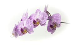 O ramalhete bonito da orquídea cor-de-rosa e branca floresce em um fundo branco Fotografia de Stock O ramalhete bonito da orquídea cor-de-rosa e branca floresce em um fundo branco Fotografia de Stock