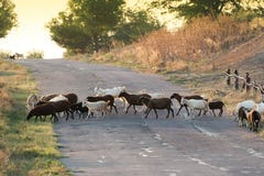 O rebanho que cruza a estrada na noite fotografia de stock O rebanho que cruza a estrada na noite fotografia de stock