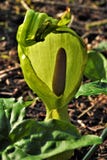 O ` s dos senhores e da senhora floresce - o maculatum de Arum fotografia de stock O ` s dos senhores e da senhora floresce - o maculatum de Arum fotografia de stock