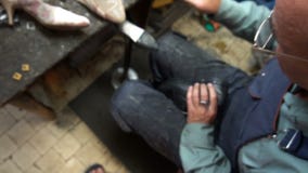 O sapateiro no trabalho O processo de reparar sapatas na oficina vídeos de arquivo O sapateiro no trabalho O processo de reparar sapatas na oficina vídeos de arquivo