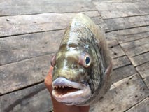 O sheepshead, o scup, e o seabream vermelho/preto, major do Pagrus imagens de stock O sheepshead, o scup, e o seabream vermelho/preto, major do Pagrus imagens de stock