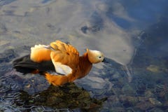 O shelduck corado na lagoa imagem de stock royalty free O shelduck corado na lagoa imagem de stock royalty free