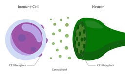 O sistema do endocannabinoid com os receptors do cannabinoid entre a pilha imune e o neurônio ilustração do vetor O sistema do endocannabinoid com os receptors do cannabinoid entre a pilha imune e o neurônio ilustração do vetor