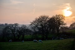 O sol amarelo brilhante que ajusta-se sobre um campo dos carneiros em uma exploração agrícola fotografia de stock O sol amarelo brilhante que ajusta-se sobre um campo dos carneiros em uma exploração agrícola fotografia de stock