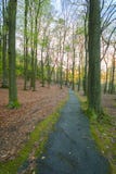 O sol de ajuste que olha com o verde sae na floresta, Gothenburg, imagem de stock O sol de ajuste que olha com o verde sae na floresta, Gothenburg, imagem de stock